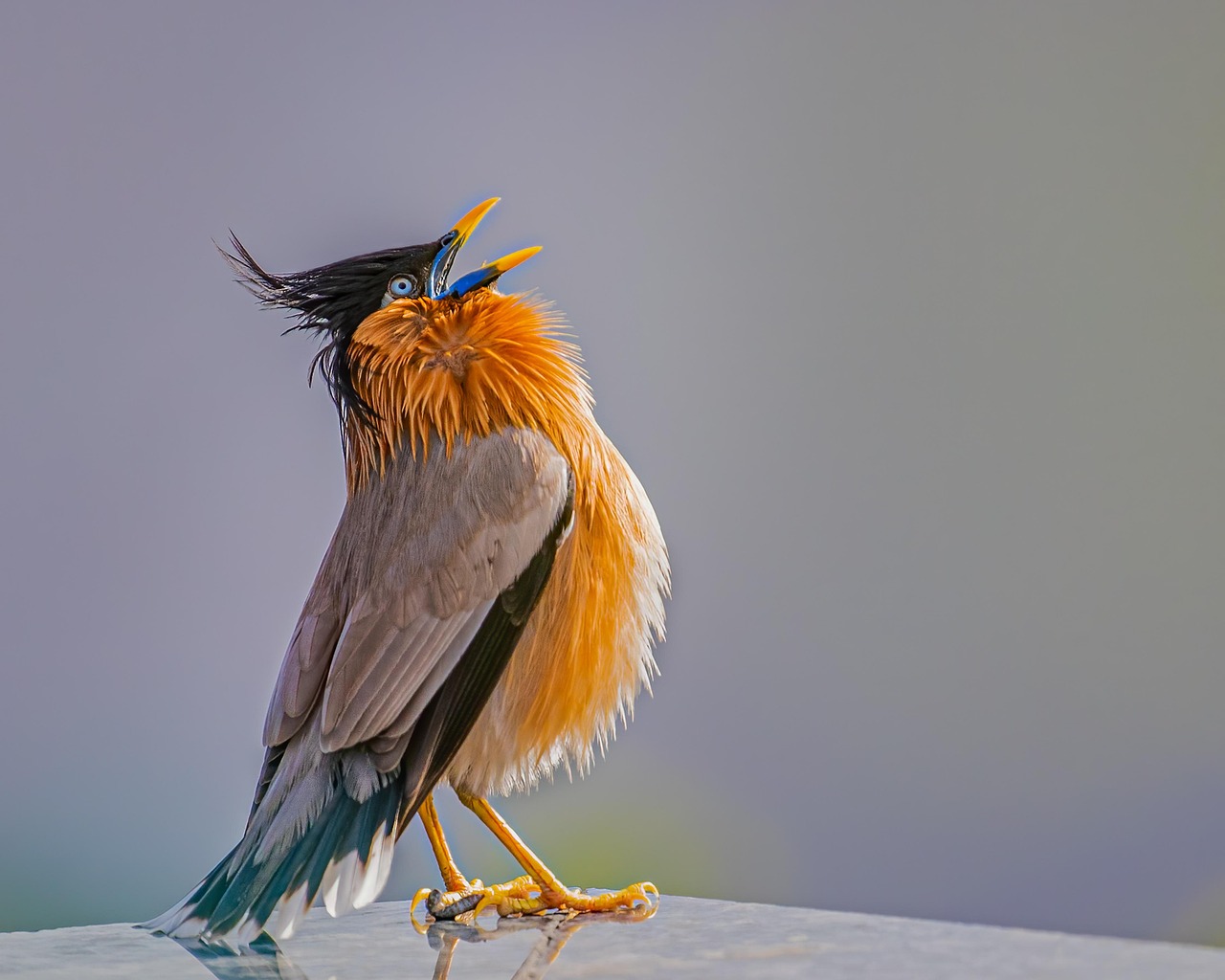bird, starling, crested, song, feathers, plumage, singing, spring, nature, bird, starling, starling, starling, starling, starling, song, song, singing, singing, singing, singing, singing