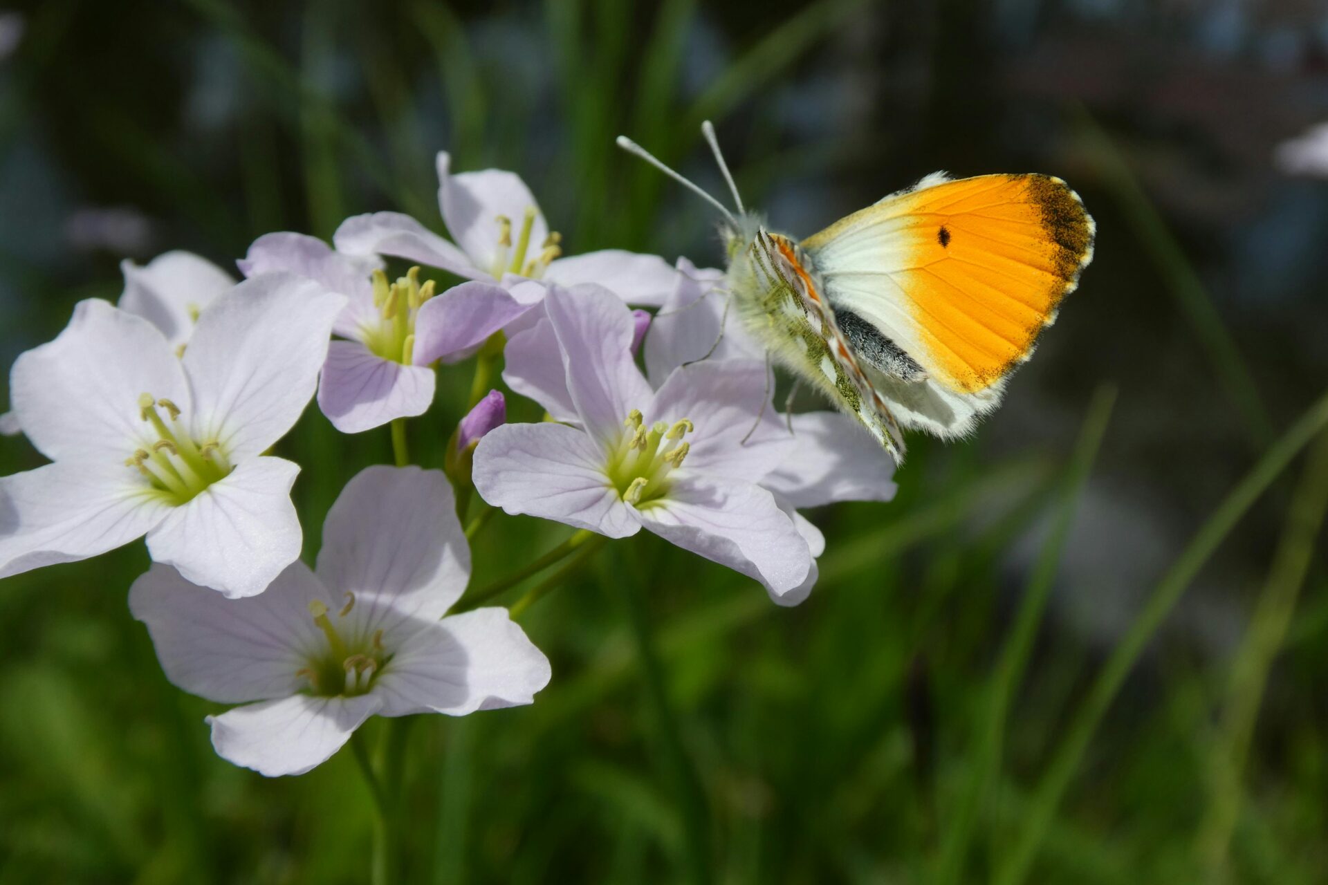 Orange tip butterfly resting on delicate pink wildflowers in spring sunlight.